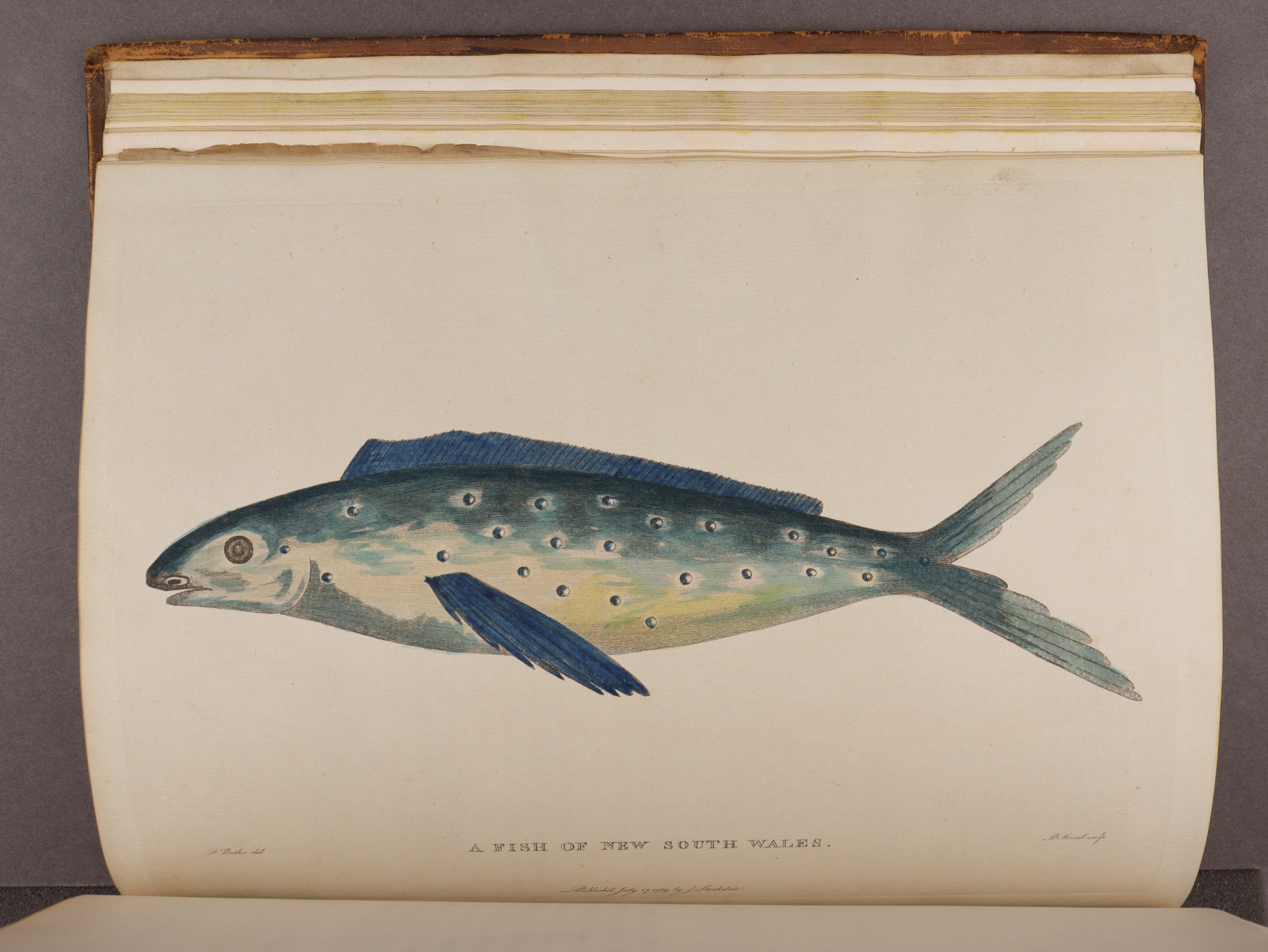 Plate 50
